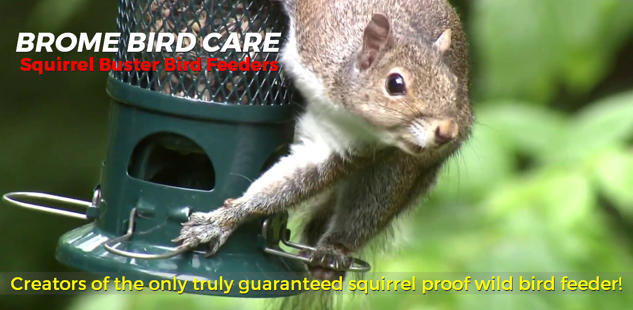 Brome Bird Care - Squirrel Buster Bird Feeders