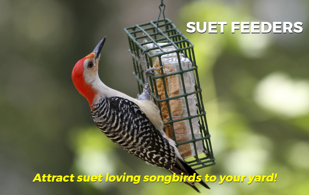 Suet & Seed Cake Bird Feeders