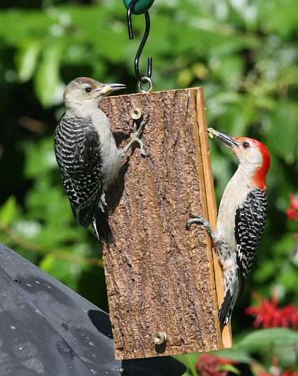 Birds Choice Deluxe Suet Sandwich Feeder