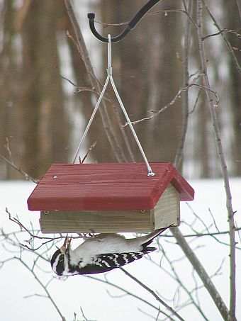 Classic Single Cake Upside Down Suet Feeder
