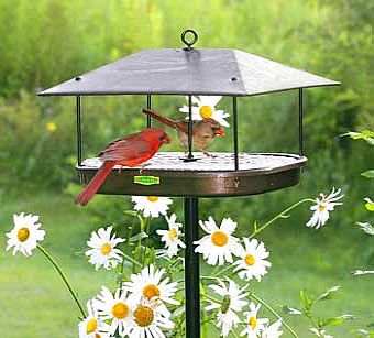 Champion Squirrel Blocker Feeder