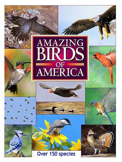 Amazing Birds of America Over 150 Species DVD