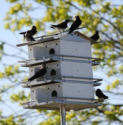 Coates Original 12-Room Purple Martin House