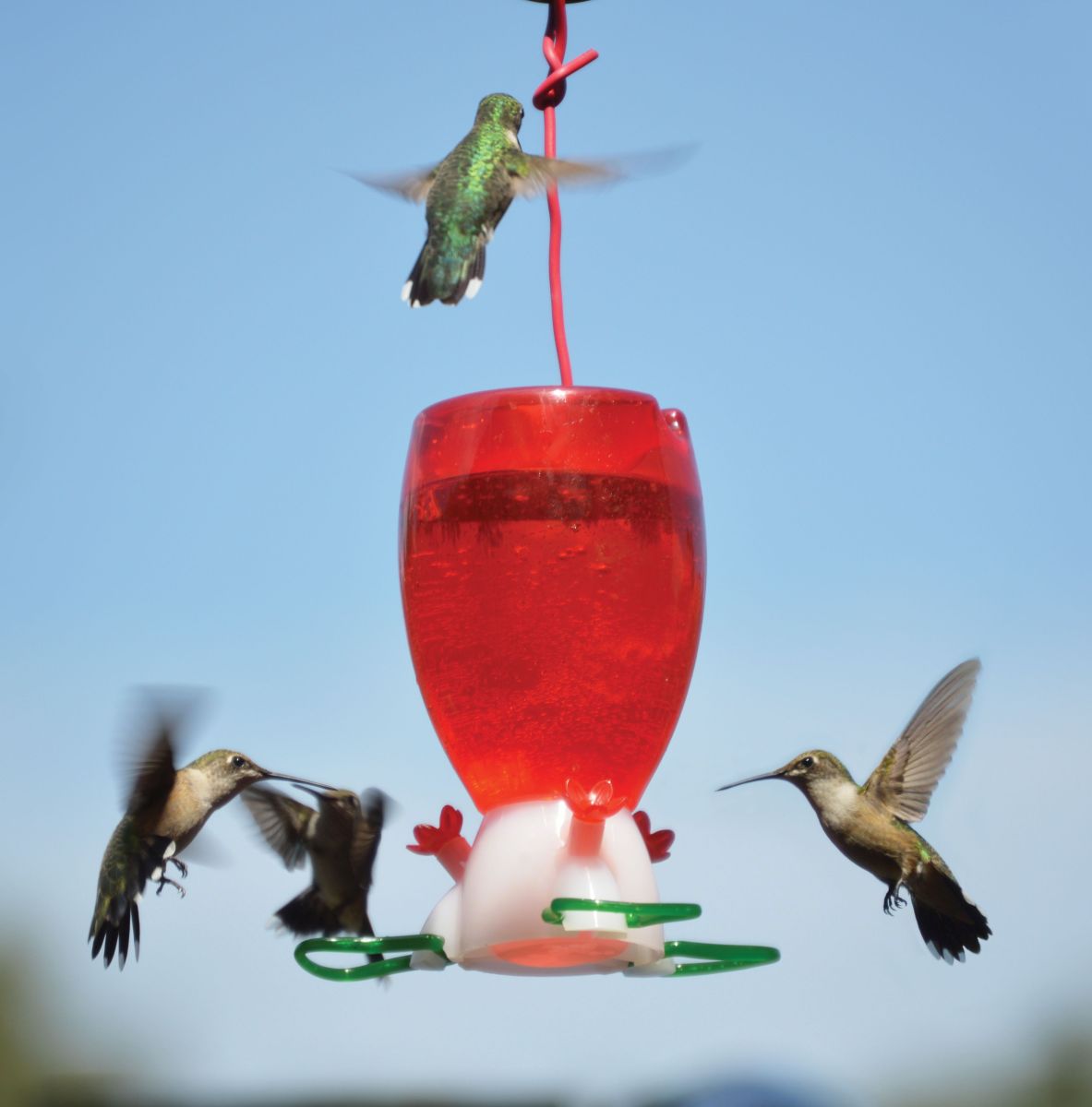 Big Red Hummingbird Feeder RTU Set of 8