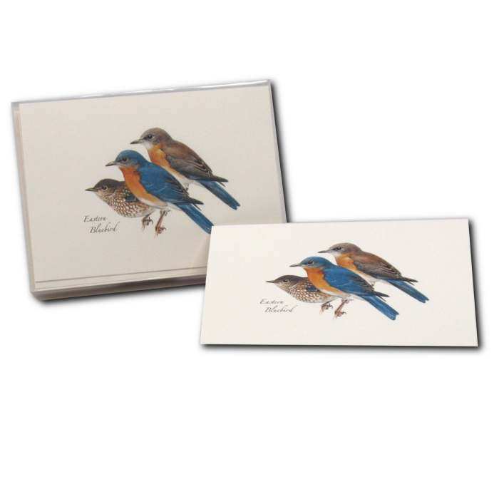 Boxed Notecard Assortment Eastern Bluebird 8/Pak