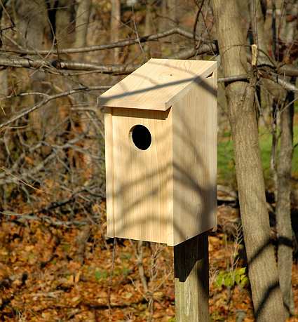 Cypress Joy Box For Screech Owls