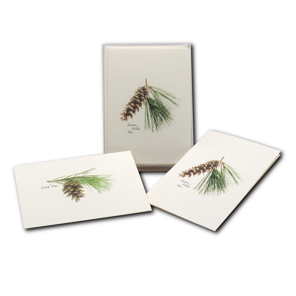 Boxed Notecard Assortment Pinecone Set of 8