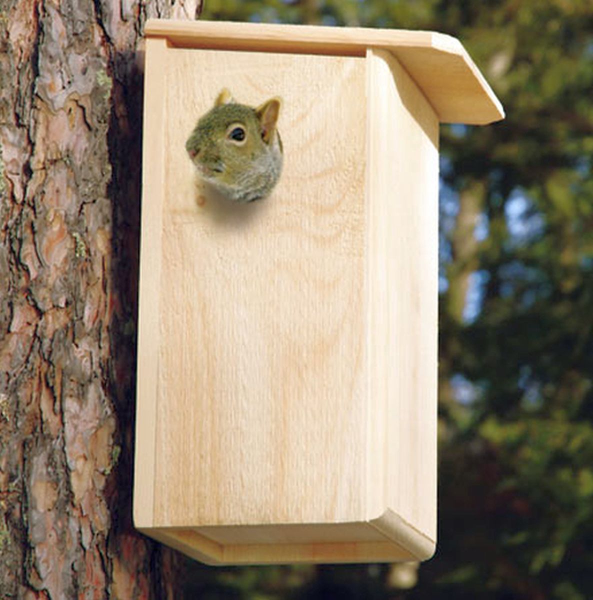 Conservation Squirrel House
