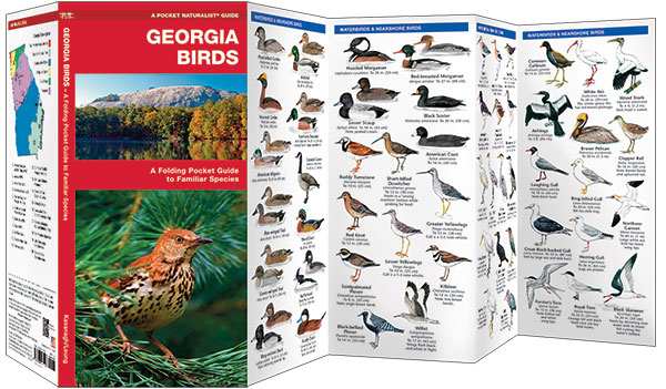 Georgia Birds Pocket Naturalist Guide