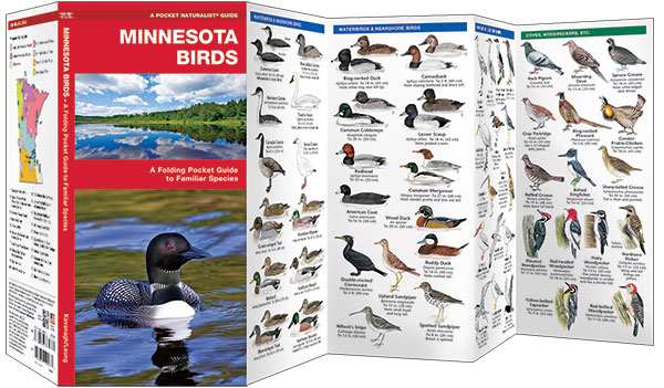 Minnesota Birds Pocket Naturalist Guide