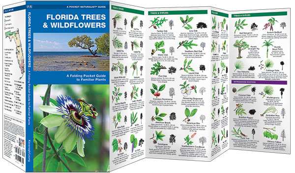 Florida Trees & Wildflowers Naturalist Guide