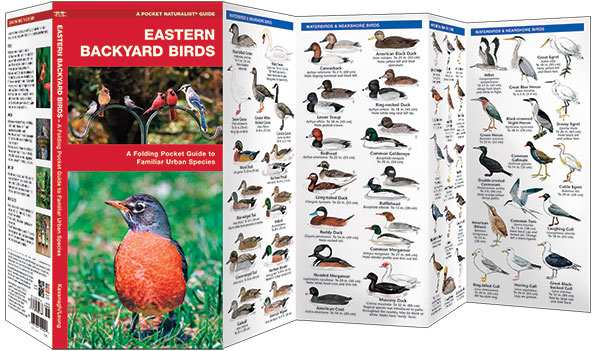 Eastern Backyard Birds Pocket Naturalist Guide