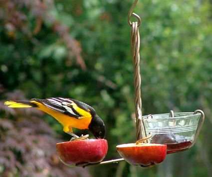 Copper Fruit and Jelly Feeder