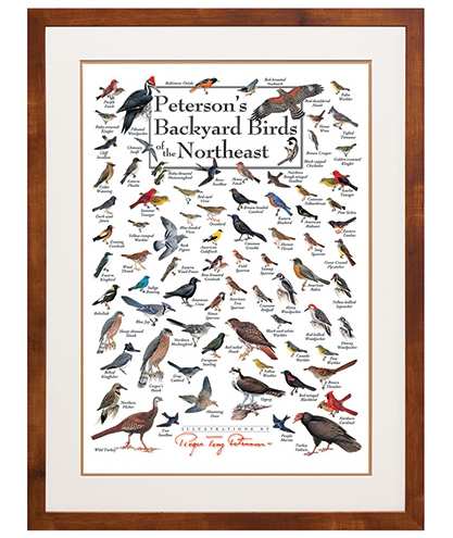 Peterson's Birds of the Northeast Poster
