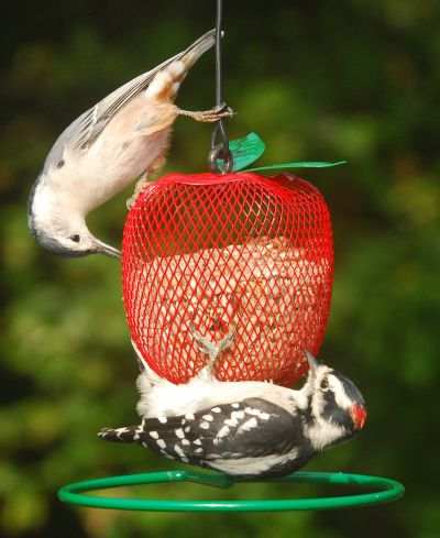 backyard bird sanctuary