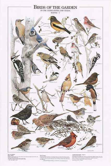 Garden Birds Identification