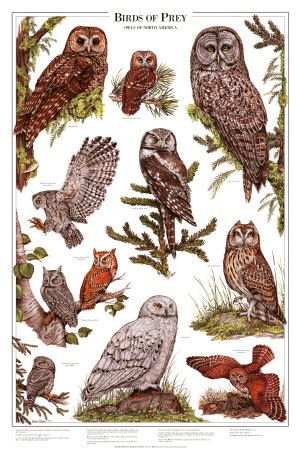 illustrations of birds. Birds of Prey Owls