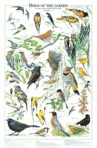 Outdoor Wall  on Nature Posters  Nature Wall Posters  Wild Bird Identification Wall