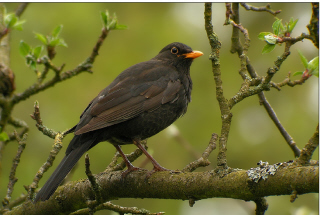 Blackbird perching on branch