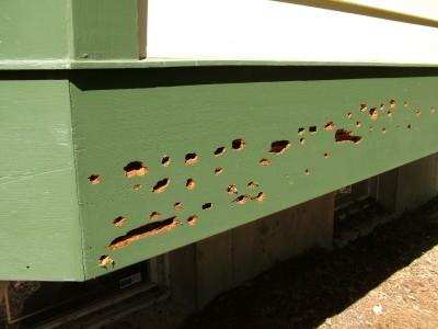 Carpenter Bee Damage to Property