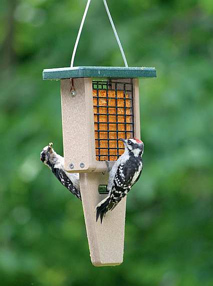 Second Nature Single Cake Tail Prop Suet Feeder