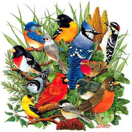 Bird Collage - Bird Sounds and Bird Calls