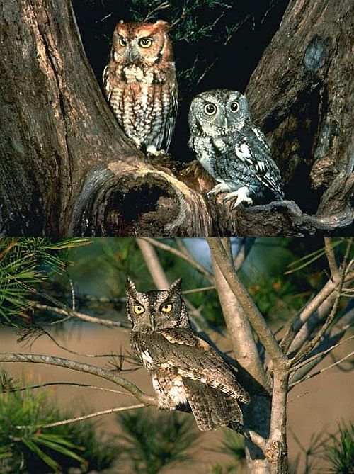 Eastern and Western Screech Owls
