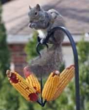 Use the Hand Forged Oriole Fruit Feeder to hold ear corn for feeding squirrels!