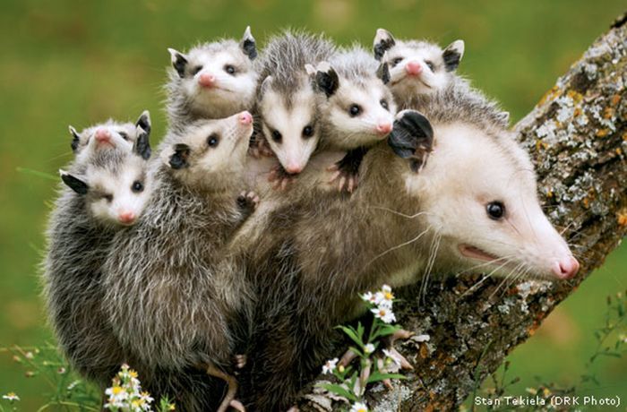 Opossum Mom with Babies