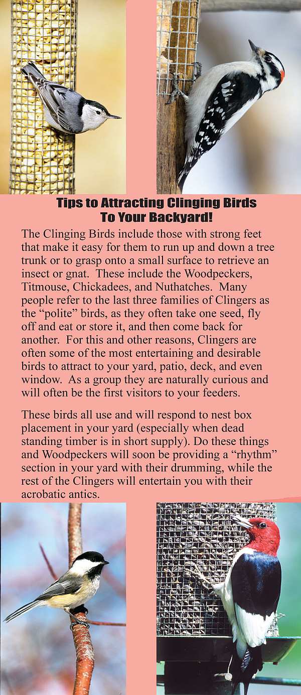 Tips To Attracting Clinging Birds To Your Backyard
