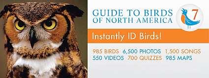 Guide to Birds of North America Version 7 USB Flash Drive Windows