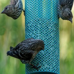 Color Pop Collection Feeders, Houses, Accessories