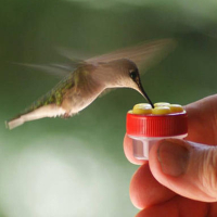 Nectar Dots Hummingbird Feeders