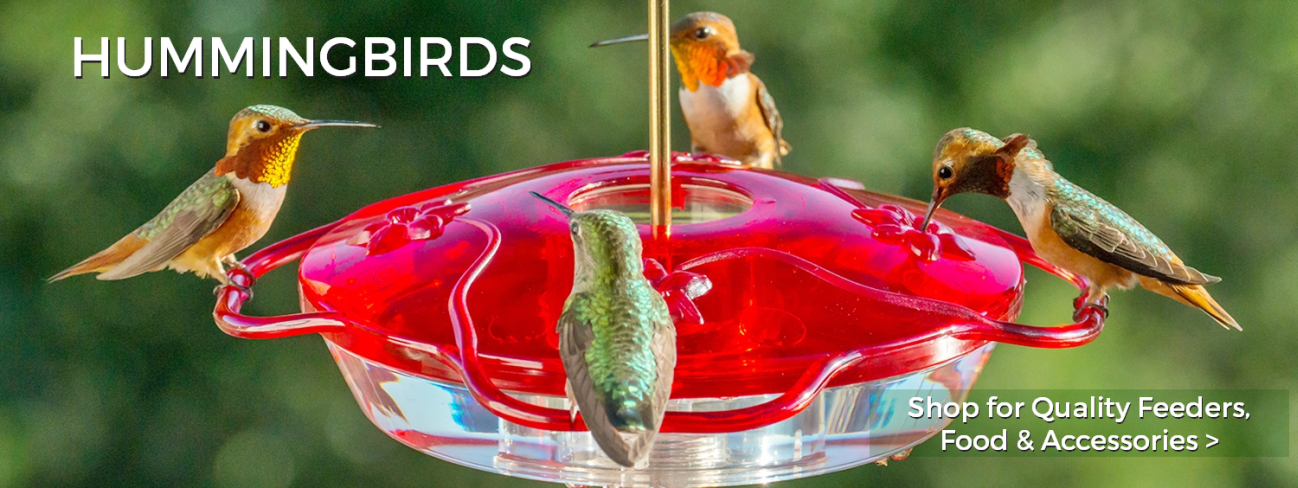 Hummingbird Feeders and Accessories