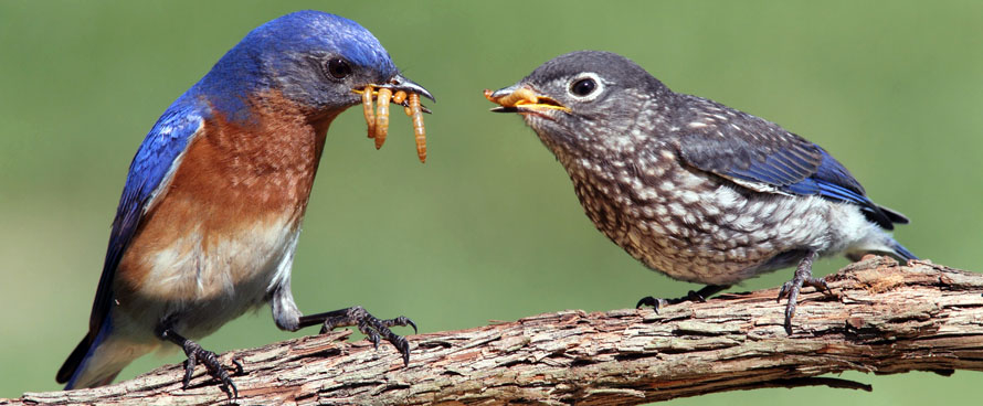Adult Bluebird Feeding Live Meal Worms to Baby