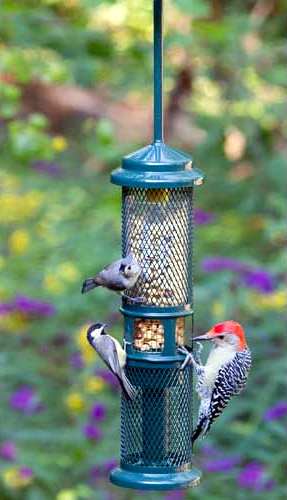 Pinebush Doughnut Peanut Feeder, Shelled and Inshell Peanut Bird ...