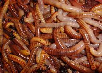 Red Wiggler and Nightcrawler Care Instructions, Worm Care Instructions,  Caring For Red Worms and Nightcralwers at Songbird Garden