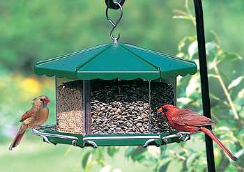 Big Bird Feeders