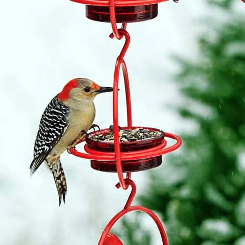 Sphere Hanging Feeder with Perch Red