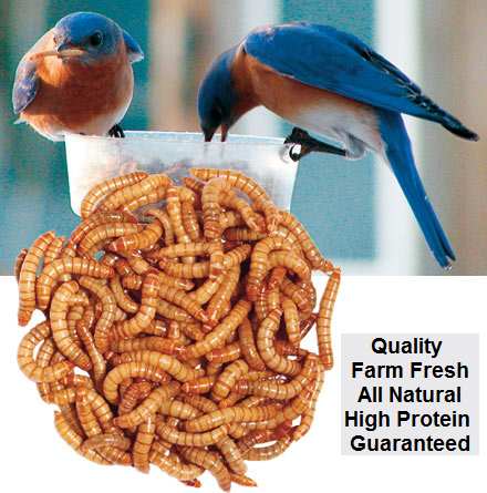 Bulk Live Mealworms 1000 Count