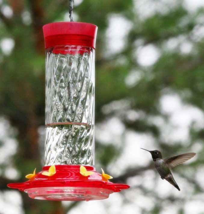 stokes select diamond hummingbird feeder