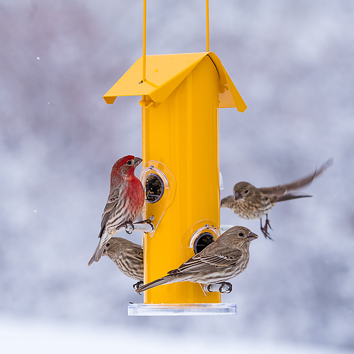 Yellow 4 Port Metal Tube Seed Feeder