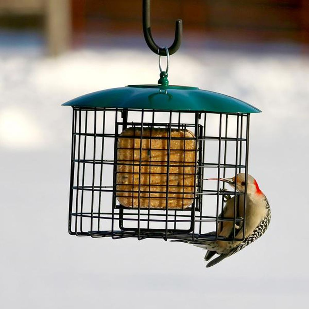 Squirrel Defeater Caged Double Suet Feeder