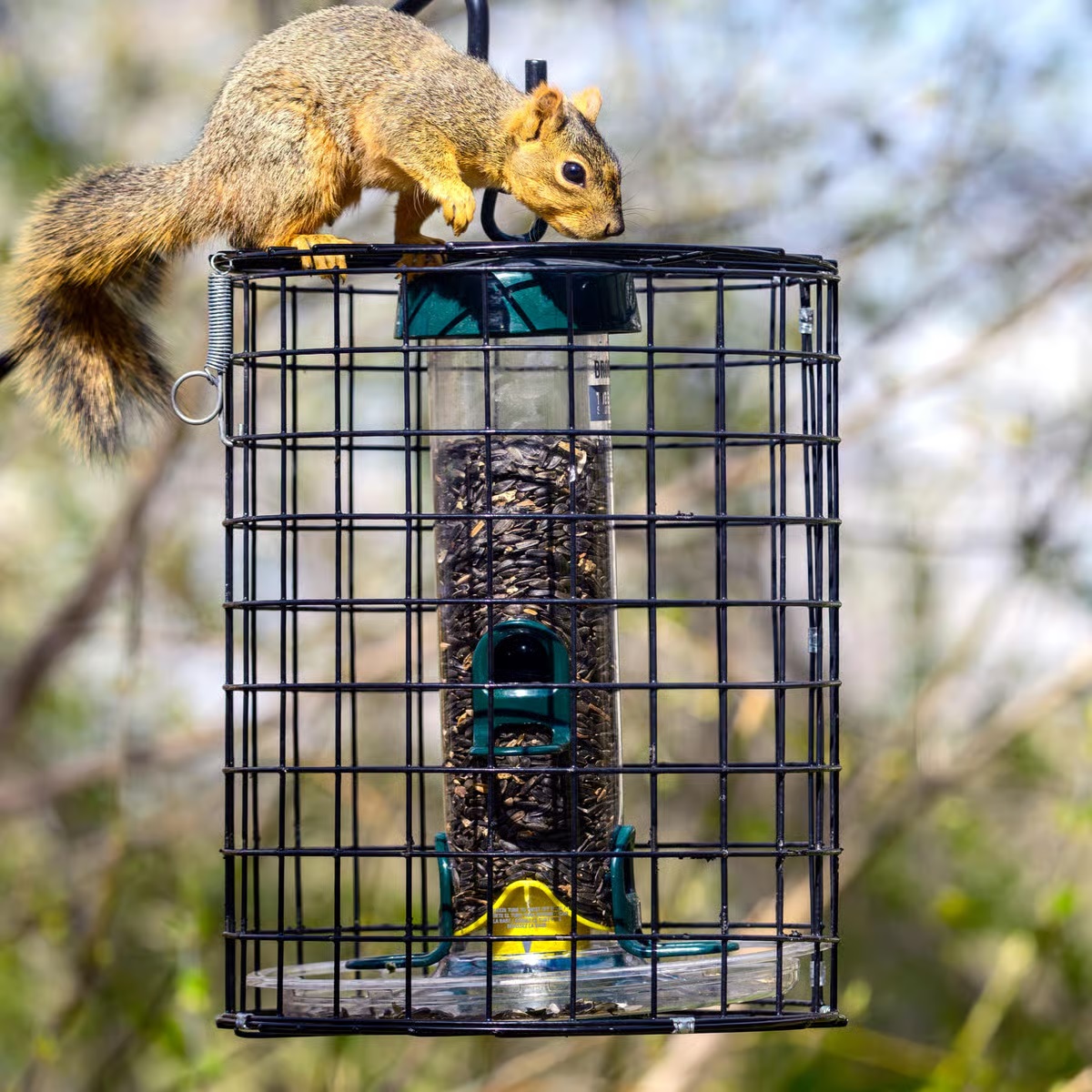 Caged Squirrel Proof Tube Solution 150 Seed Feeder