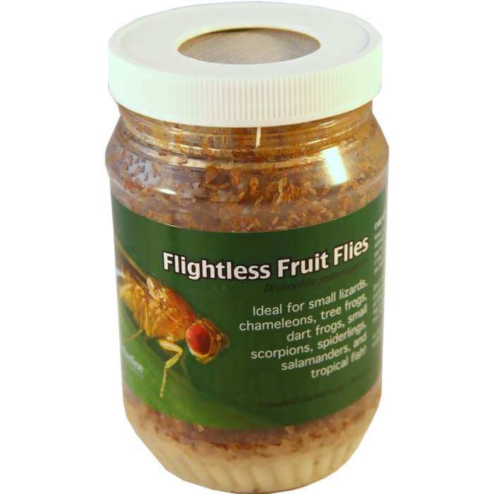 Flightless Fruit Flies - Adult Vial Tri-Pack