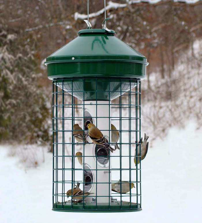 caged bird seed