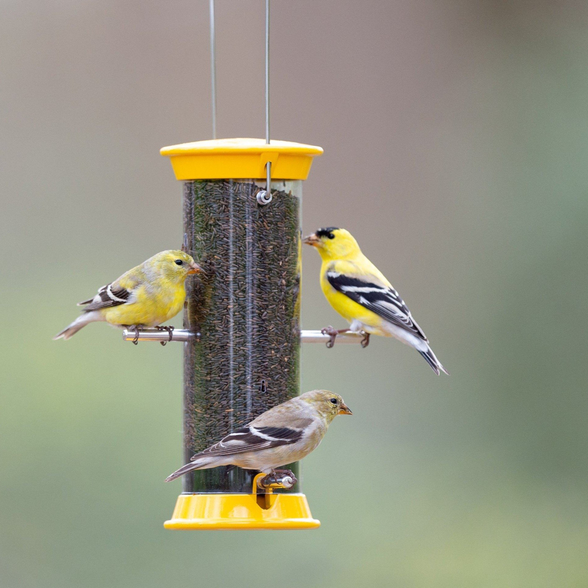 finch flocker bird feeder