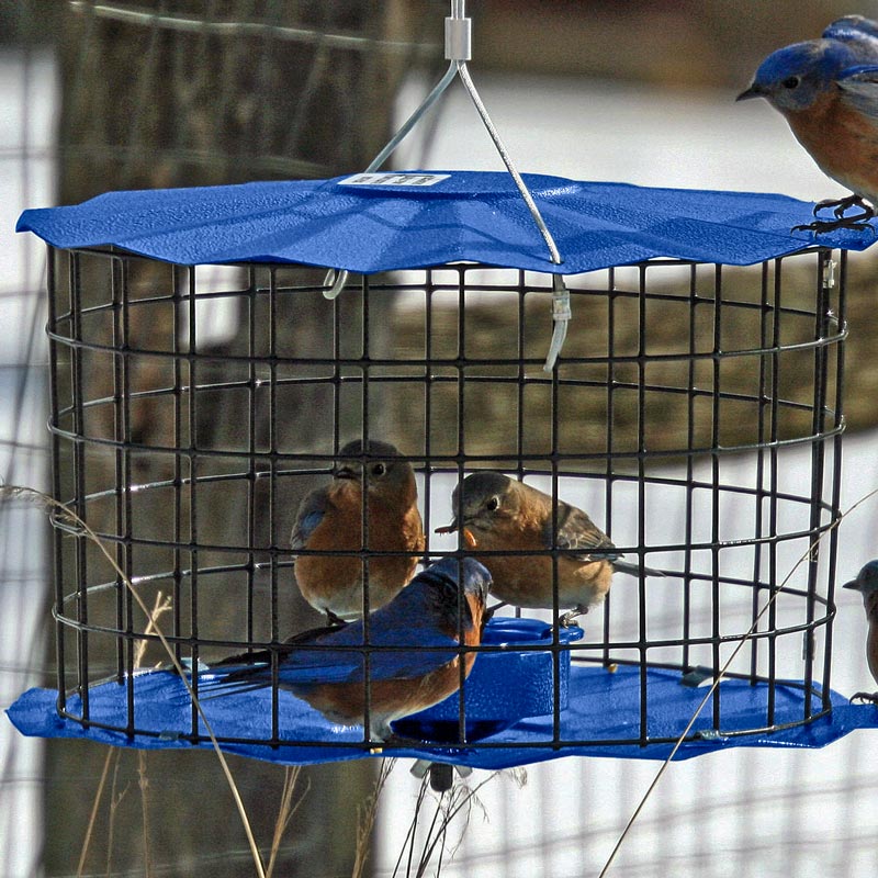 Barrier Guard Caged Bluebird Mealworm Feeder