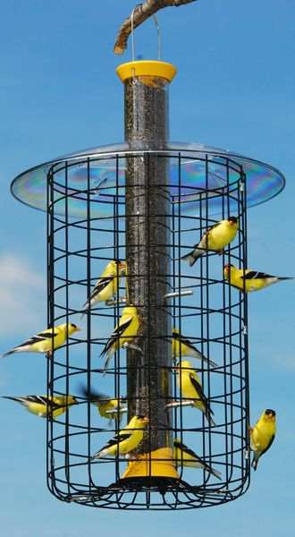 finch flocker bird feeder