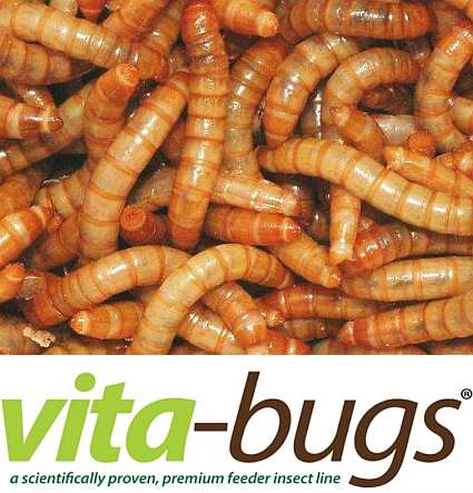 Bulk Live Giant Mealworms: Vita-Bugs 1000 Count
